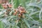 Small-flowered foxglove Digitalis parviflora, close-up of flowers