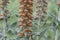 Small-flowered foxglove Digitalis parviflora, flowers in close-up