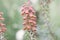 Small-flowered foxglove Digitalis parviflora, orange-brown flowers in close-up