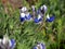 Small-flowered Lupine - Lupinus polycarpus