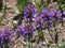 Small-flowered Penstemon