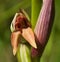 Small Flowered Tongue Orchid malformation â€“ Serapias parviflora