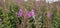 The small-flowered willowherb (Epilobium parviflorum) with a bee collecting nectar.