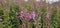 The small-flowered willowherb (Epilobium parviflorum) with a bee collecting nectar.