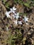 Small-flowered Woodland-star - Lithophragma parviflorum