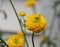 Small Flowered Yellow Ranunculus