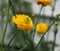 Small Flowered Yellow Ranunculus