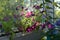 Small flowering garden on the balcony. Pink flowers of petunia are lit by the sun