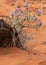A small flowering purple sage plant grows in the red sand of Southern Utah