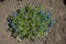 Small flowering shrub of Veronica armena in dry soil