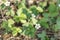 Small flowering strawberry bushes