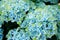 Small Flowers of Blue Green Hydrangea