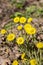Small flowers coltsfoot foalfoot, early spring flowers without leaves