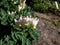 Small flowers of early spring herbaceous plant Dutchman`s britches or Dutchman`s breeches Dicentra cucullaria in sunlight in