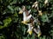 Small flowers of early spring herbaceous plant Dutchman`s britches or Dutchman`s breeches Dicentra cucullaria in sunlight in