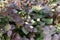 Small flowers of epimedium sagittatum, barrenwort or bishop`s hat