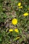 Small flowers of the hawkweed plant with hairy stems and tiny yellow petals