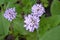 Small flowers. Iberis. Iberis umbellifera. Herb, flower