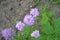 Small flowers. Iberis. Iberis umbellifera. Herb, flower