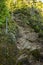 Small Flowers Line The Rocky Boulevard Trail In Great Smoky Mountains