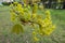 Small flowers of Norway maple forming corymb