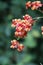 The small flowers of an Oncidium