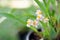 The small flowers of Oncidium sotoanum