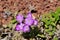 The small flowers of primula hirsuta among the gravel