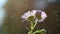 Small flowers small petals one green stem on blurred dark background with beams