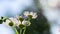 Small flowers small petals one green stem on blurred dark background with beams