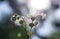 Small flowers small petals on one green stem on blurred dark background beams