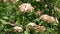 Small flowers of viburnum laurel (Viburnum tinus)