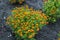 Small flowers yellow Tagetes tenuifolia in garden