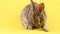 a small fluffy affectionate brown rabbit sits on a pastel yellow background