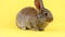 a small fluffy affectionate brown rabbit sits on a pastel yellow background