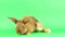 Small fluffy brown domestic rabbit on a green screen, close-up. Easter bunny on chromakeia