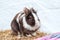 Small fluffy bunny on hay. Easter bunny. Home decorative rabbit outdoors. Cute little bunny. Easter dwarf decorative fluffy rabbit