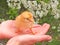 Small fluffy chicken stands on the palms against the background of a flowering apple tree