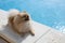 Small fluffy decorative Pomeranian Spitz with funny face, creamy beige color lies near swimming pool, on bright sunny day. Concept