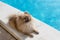 Small fluffy decorative Pomeranian Spitz with funny face, creamy beige color lies near swimming pool, on bright sunny day. Concept