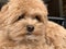 Small fluffy dog breed Maltipu. Brown dog, domestic pet, close-up. Red thoroughbred puppy, family friend