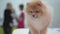 Small fluffy dog pomeranian spitz in veterinary clinic looking around close up. Two figures of talking women in the