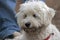 Small fluffy dog relaxing on ground 