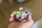 Small fluffy gray Dzungarian hamster eating green leaf of lettuce in child hand