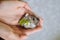 Small fluffy gray Dzungarian hamster eating green leaf of lettuce in child hand