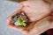 Small fluffy gray Dzungarian hamster eating green leaf of lettuce in child hand