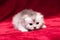 A small fluffy gray-white whiskered kitten