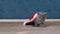 A small, fluffy, grey kitten plays with a red New Year `s cap.