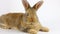 Small fluffy handmade domestic brown rabbit lies on a white background