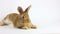 Small fluffy handmade domestic brown rabbit lies on a white background